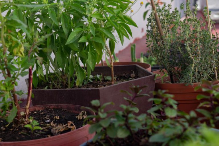 Home Composting - a group of plants in pots