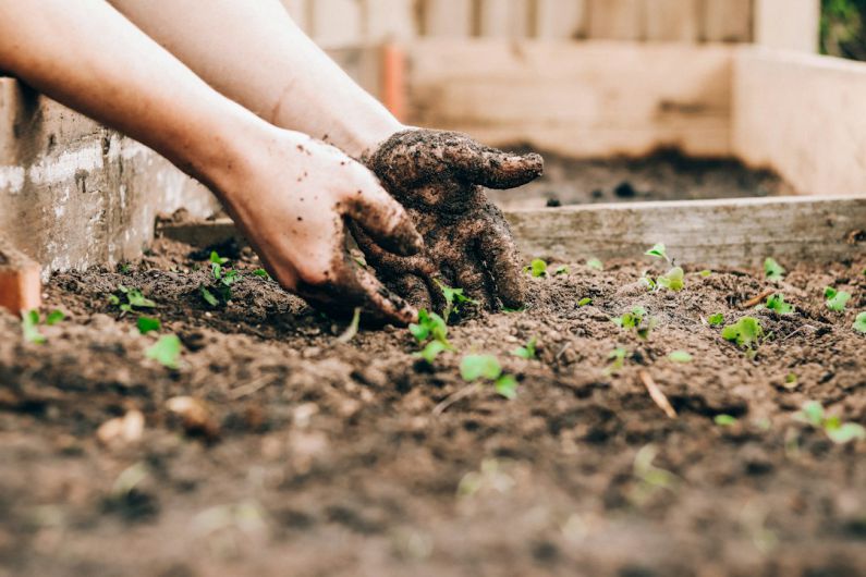 Organic Garden - person holding brown and black frog