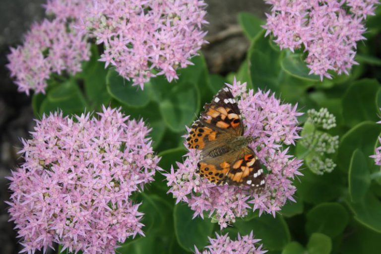 Pollinator Garden - beige moth on pirple flowers