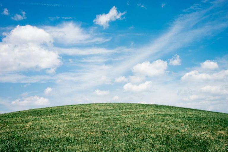 Air Purifying Plants - landscape of grass field under blue sky