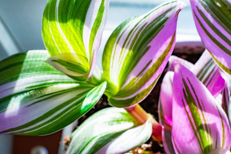 Sustainable Houseplants - pink and green flower in close up photography