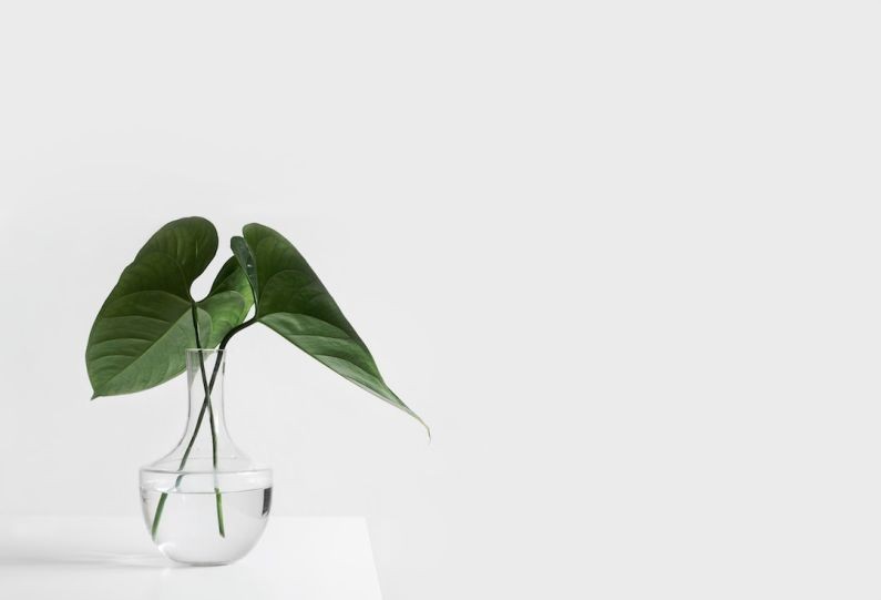 Clean Air Ducts - green leafed plant on clear glass vase filled with water