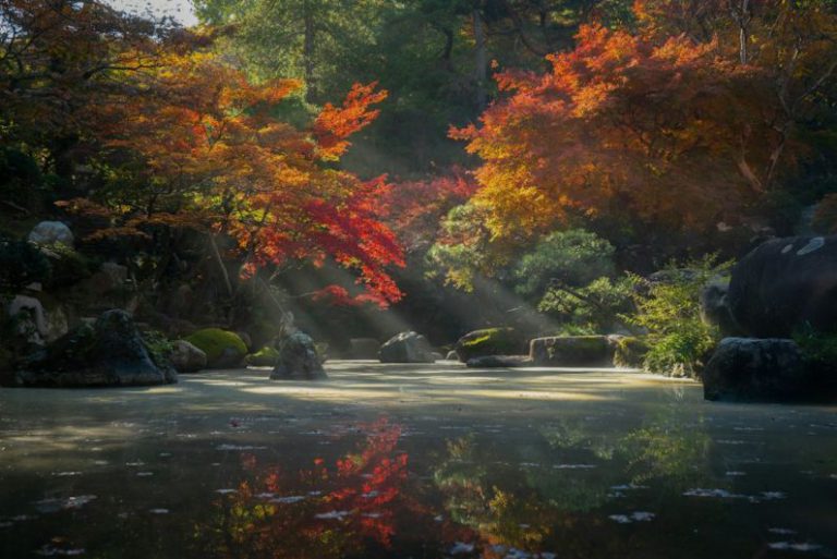 Zen Garden - red and green trees beside river during daytime