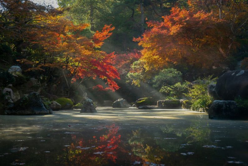 Zen Garden - red and green trees beside river during daytime