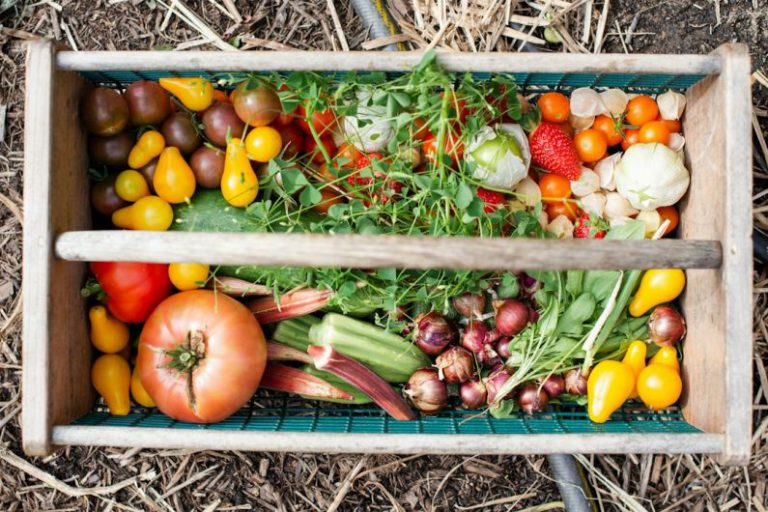 Vegetable Garden - yellow and red tomatoes on green plastic crate