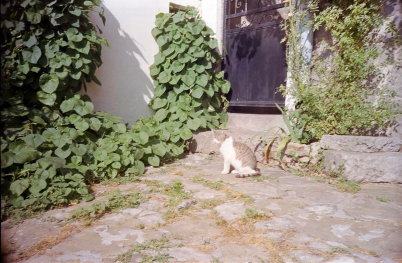 Small Yard Landscaping - a cat sitting on the ground in front of a building