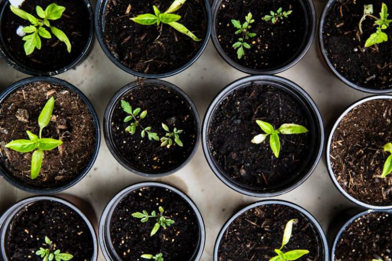 Herb Garden - green leafed seedlings on black plastic pots