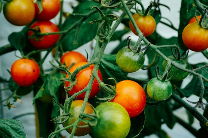 Smart Garden - tomatoes hanging on tomato plant